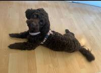 Blandning av pudel och corker spaniel Blandning av pudel och corker spaniel