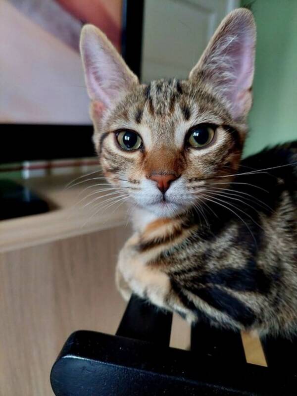 Katt - Phoebe en verdensvant Bengal mix  Katt - Phoebe en verdensvant Bengal mix