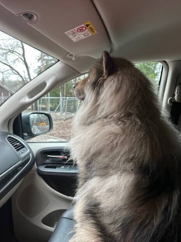 Hund - Buddy