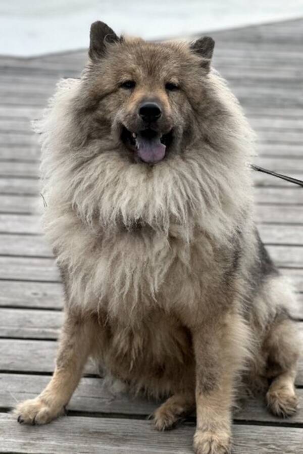 Hund - Buddy