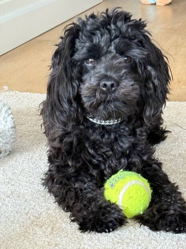 Hund - Cockerpoo n Mrta 