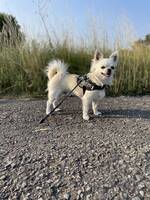 Långhårig Chihuahua, kille, vit Långhårig Chihuahua, kille, vit