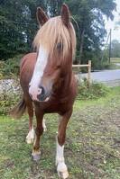 Häst, Valack, C-ponny, chestnut Häst, Valack, C-ponny, chestnut