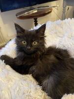 Långhårig ragdoll, svart, hona Långhårig ragdoll, svart, hona