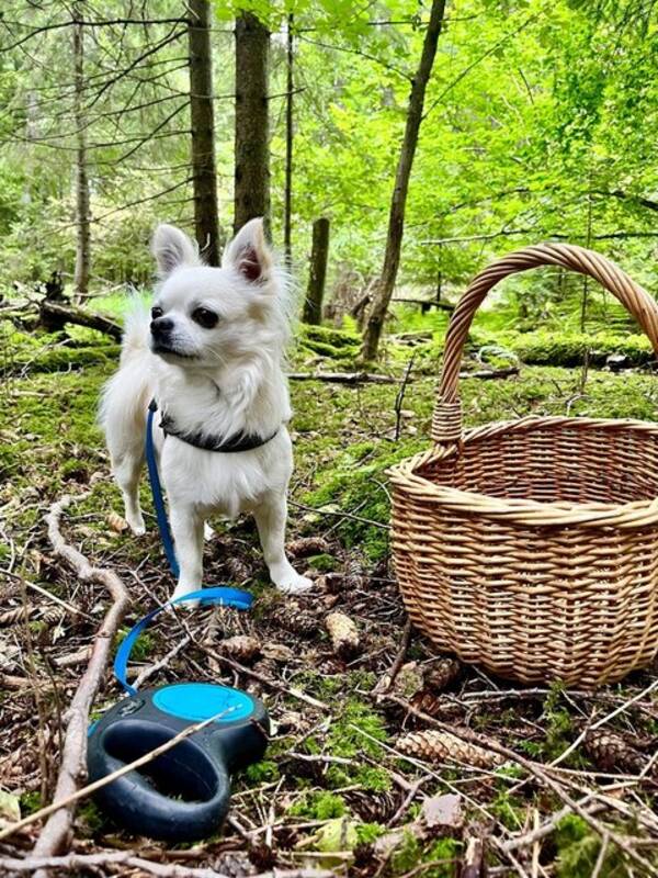 Hund - Lnghrig Chihuahua, kille, vit