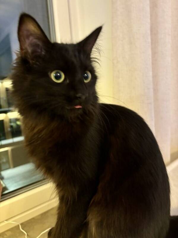 Katt - Lnghrig ragdoll, svart, hona