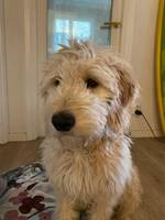 Golden Doodlen Zack Golden Doodlen Zack