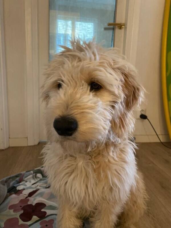 Hund - Golden Doodlen Zack