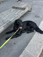 Flat Coated Retrievier