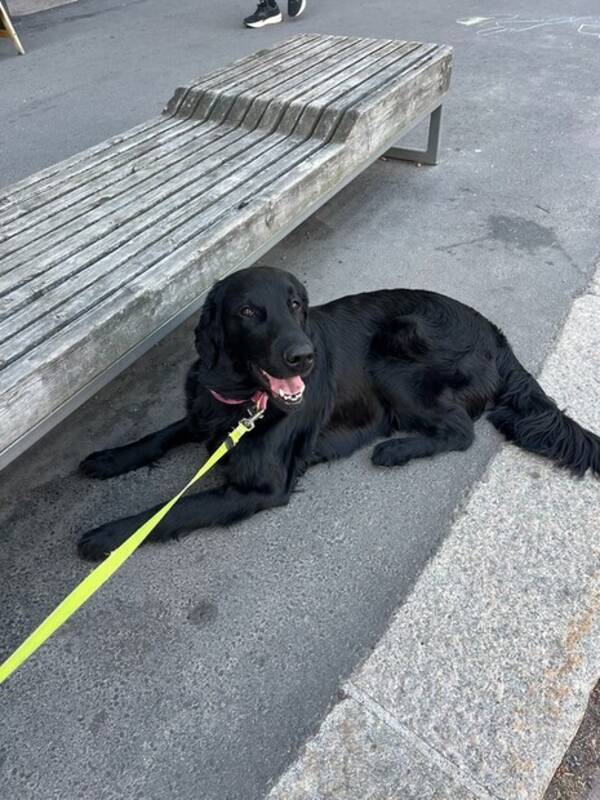 Hund - Flat Coated Retrievier Hund - Flat Coated Retrievier