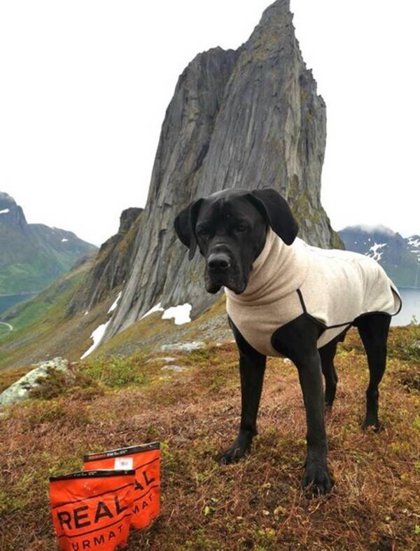 Hund - Mastiffen Baayo  Hund - Mastiffen Baayo