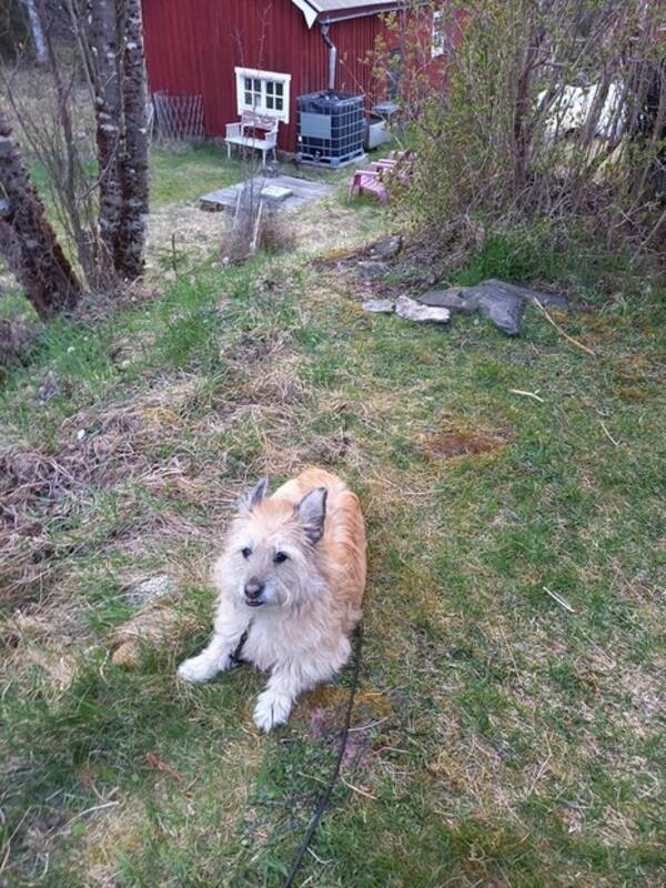 Hund - Majsan