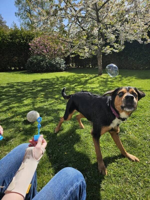 Hund - Knasig
