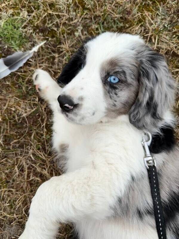Hund - Mione