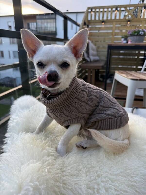 Hund - Dino