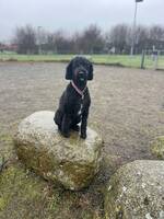 Signe - en charmig labradoodle Signe - en charmig labradoodle