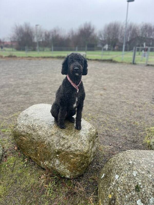 Hund - Signe - en charmig labradoodle