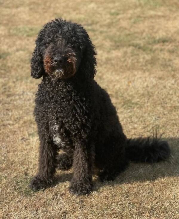 Hund - Signe - en charmig labradoodle
