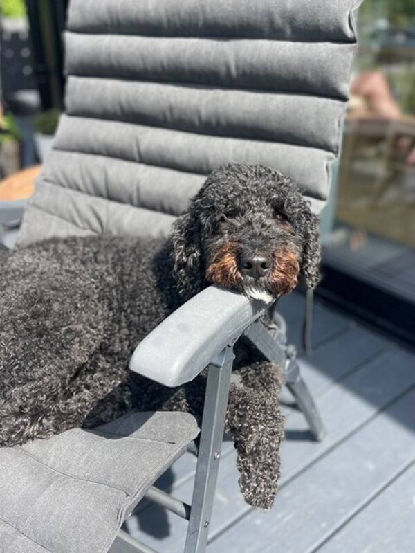 Hund - Signe - en charmig labradoodle