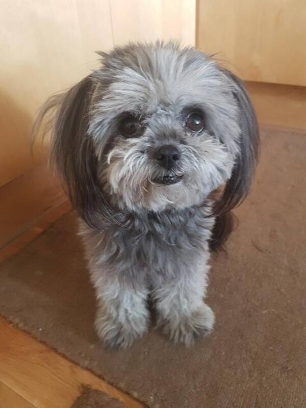 Hund - Stella 8 r