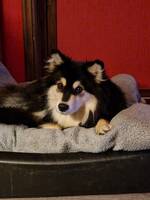 Finsk Lapphund Kwittra Finsk Lapphund Kwittra