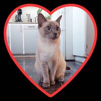 Doris, Ragdoll/siames 10 månader Doris, Ragdoll/siames 10 månader