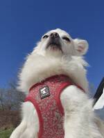 Chihuahuan Mango Chihuahuan Mango