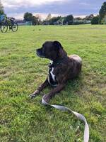 Blandras, amstaff boxer