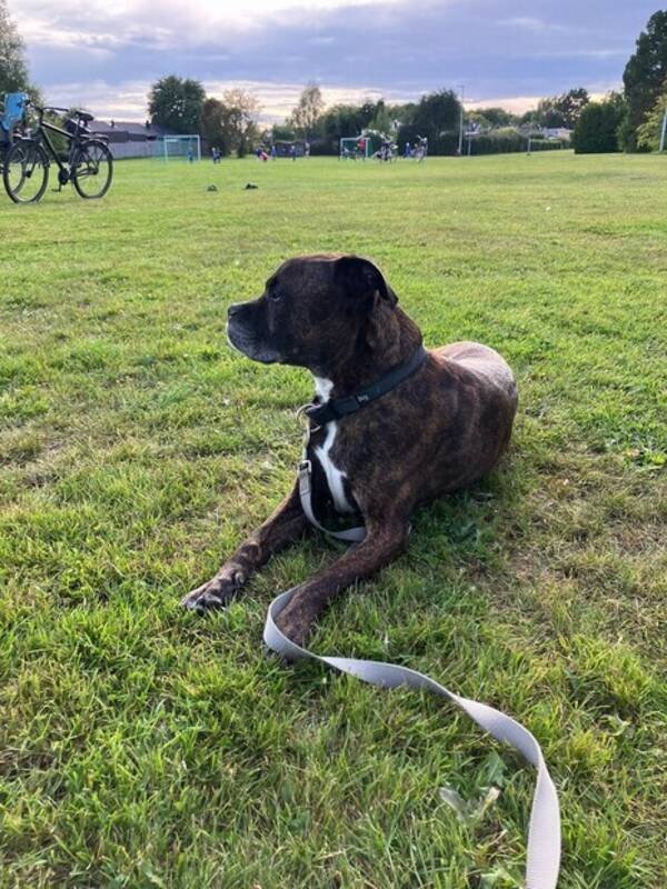Hund - Blandras, amstaff boxer