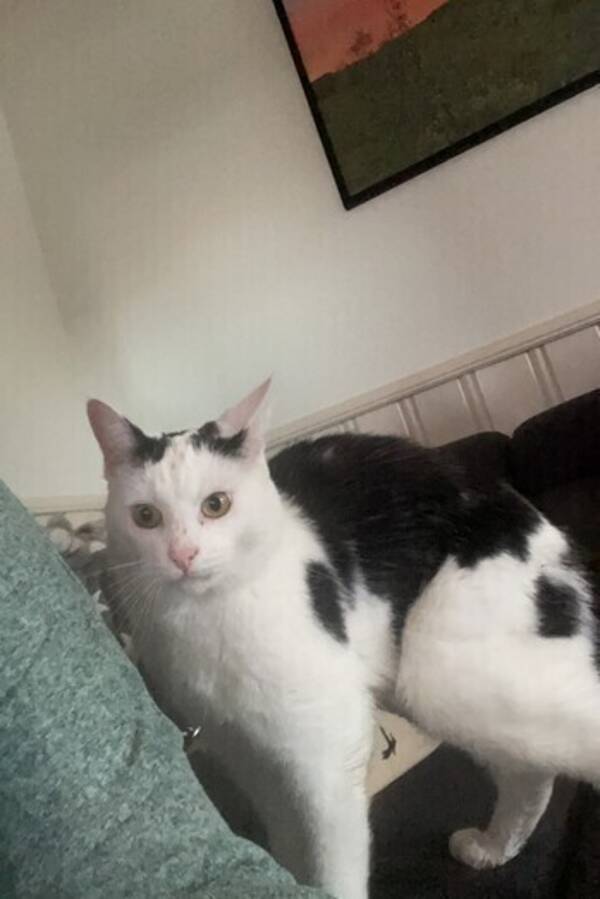 Katt - Louis Katt - Louis