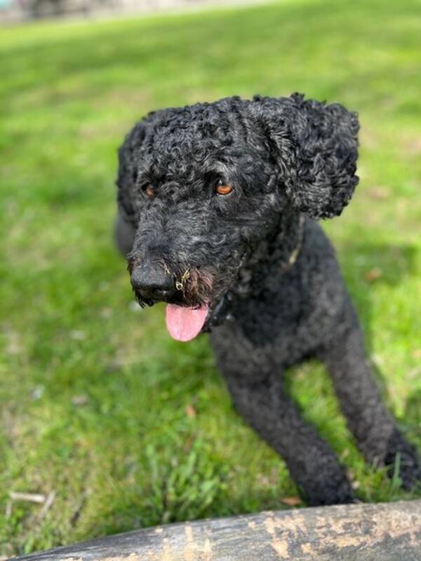 Hund - Spanska vattenhunden Allan
