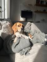 Beaglen Sally Beaglen Sally