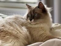 Ragdoll, som heter Hope