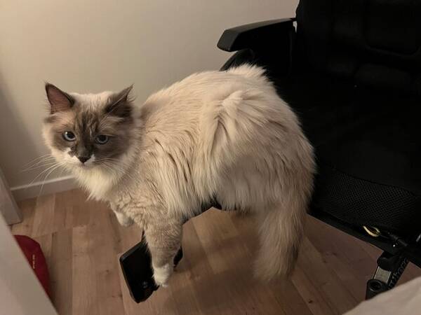 Katt - Ragdoll, som heter Hope