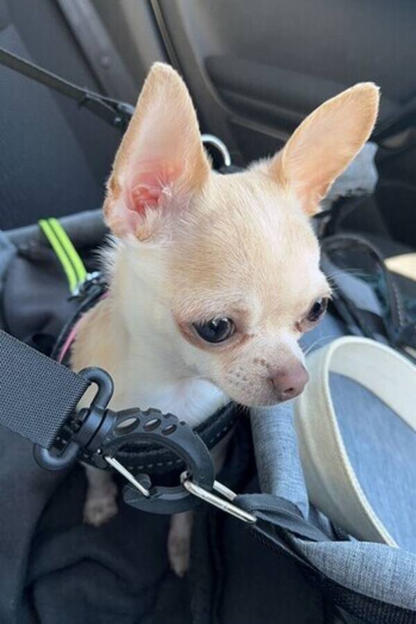 Hund - Ella 
