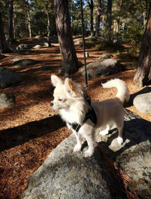Hund - Chihuahuan Luffy