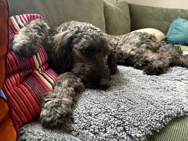 Hund - Larson 