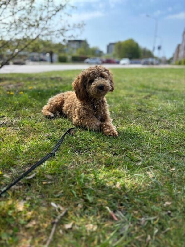 Hund - Shihpoo Mali