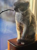 Devon Rex Skruf