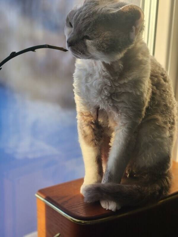 Katt - Devon Rex Skruf