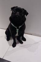 Moppsen chicko 