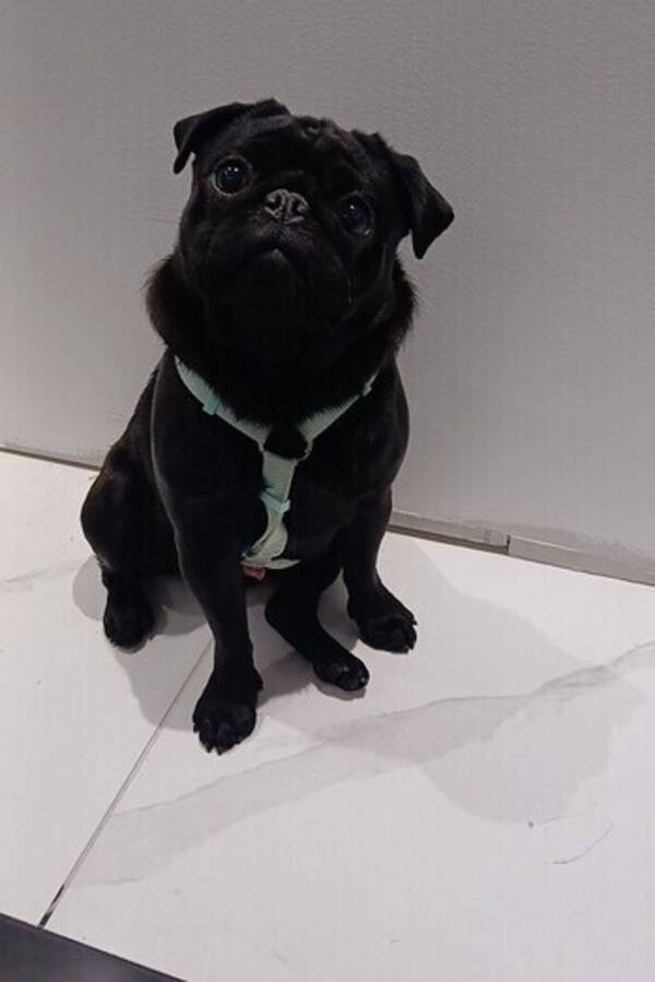 Hund - Moppsen chicko 