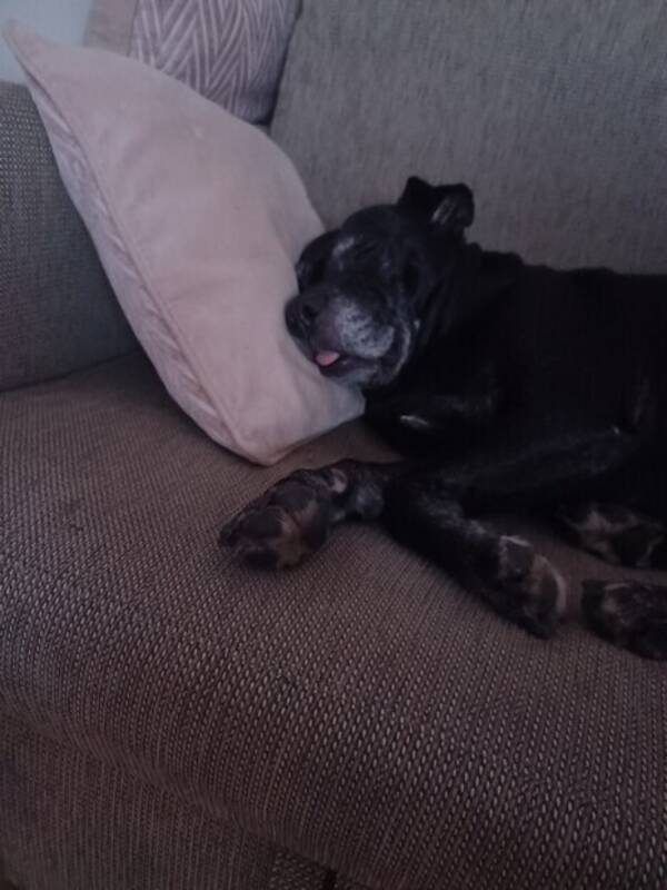 Hund - BellaDonna