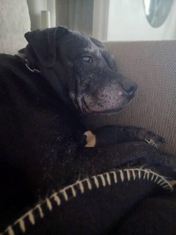 Hund - BellaDonna