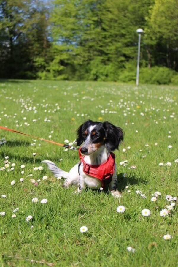 Hund - Unika dvrgtaxen Zelda