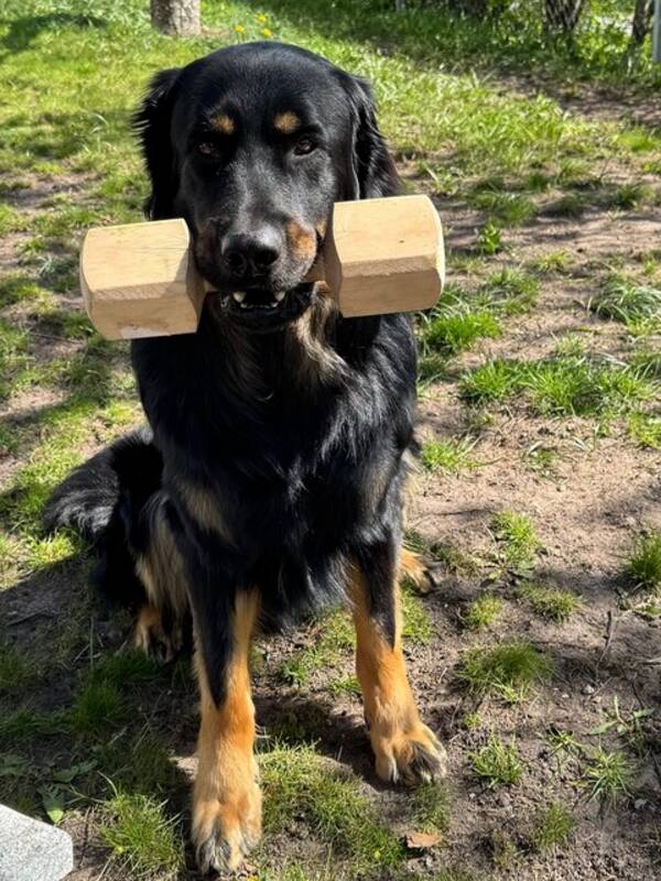 Hund - Xet