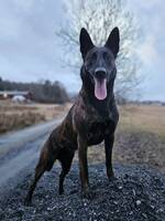 Holländsk herdehund Holländsk herdehund