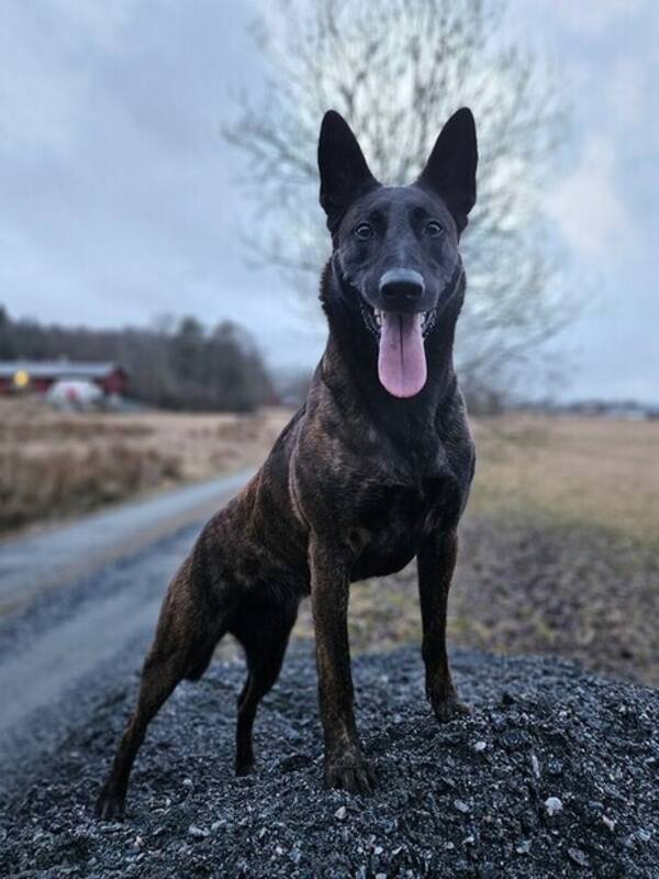 Hund - Hollndsk herdehund