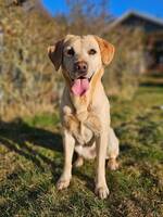 Labrador 