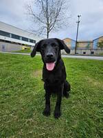 Labradorvalp 